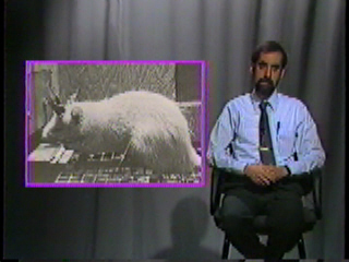 An animal with electrodes stuck in its head