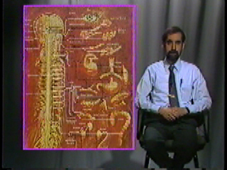 A chart showing the nervous system of an animal