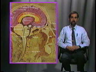 Diagram of the human brain