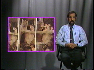 A monkey suffering in a restraint