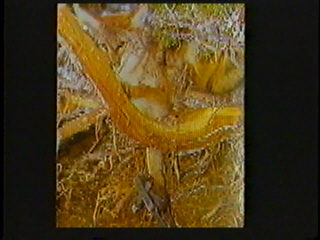 A fox caught in a leg-hold trap