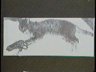 A lynx caught in a leg-hold trap