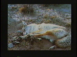 A fox caught in a leg-hold trap