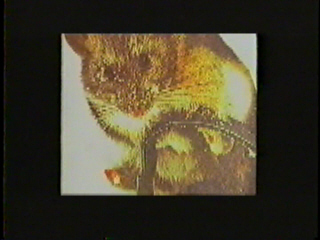 A small animal caught in a leg-hold trap