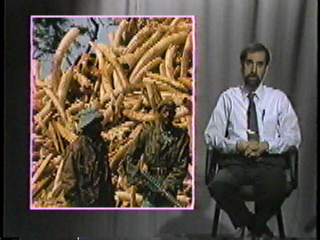 A huge pile of elephant tusks