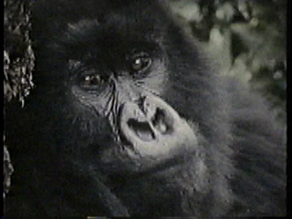 A gorilla