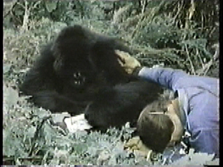 Dian Fossey with a gorilla