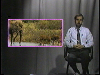 A moose with her calves