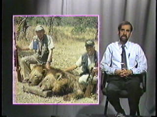 Hunters posing with lions that they've killed