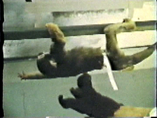 An experimenter with a small monkey