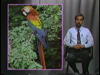 A colorful exotic bird