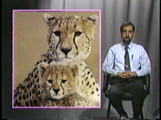 A cheetah and her cub