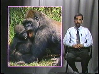 A gorilla with her baby