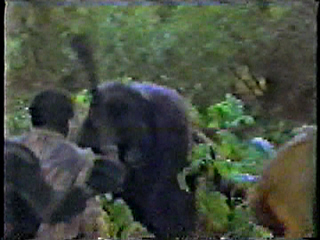 A gorilla confronting poachers