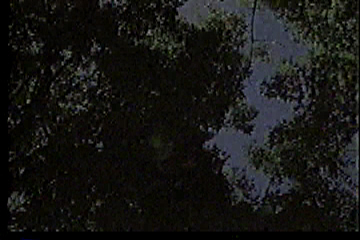 Dim view of trees against sky