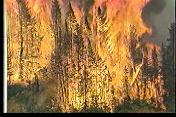 A forest fire