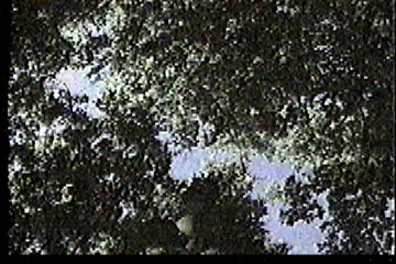 Looking up at the trees and the sky