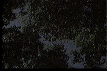 Trees and sky fading to black