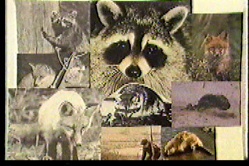 Pictures of animals commonly trapped