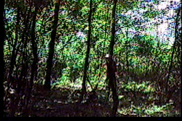 Hunter hiding behind a tree in the distance