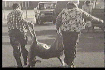 Two men carrying a dead deer to their car