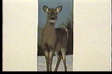 A beautiful deer staring straight at you