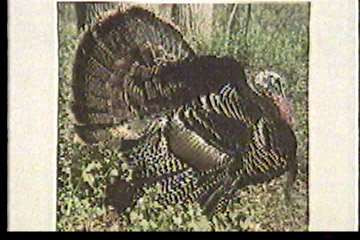 A wild turkey