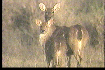 A doe and her fawn looking at you over their shoulders