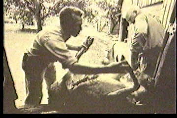 Loading a dead deer into a van