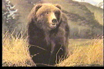 A bear