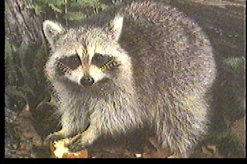 A racoon