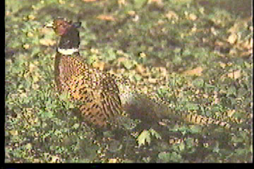 A pheasant