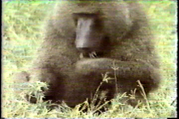 A baboon eating vegetation.