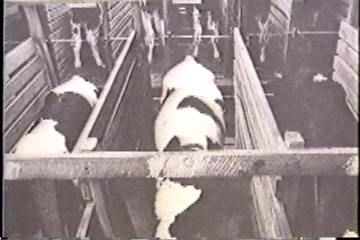 Cows confined to small stalls.