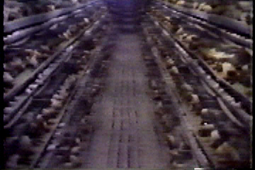 Row upon row of caged chickens, intensely crowded together.