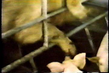 A mother pig desperately trying to reach her babies who are outside her stall.