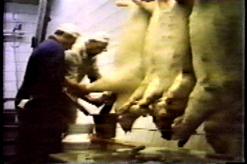 Live pigs, hung upside-down, awaiting death: the furthest one is having his throat cut and the blood is pouring into a bucket.