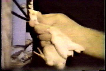 A female chick having her beak cut off.