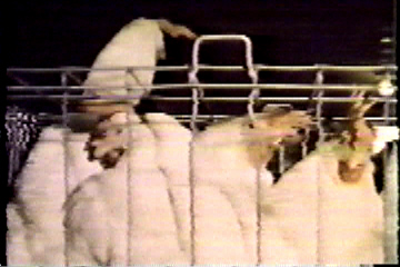 Several chickens crammed into a small cage.