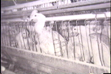 Several chickens crammed into a small cage.