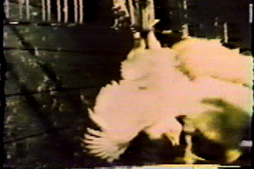 Chickens being removed from their cage and hung upside-down by their feet by a butcher.
