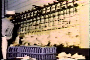 Live chickens are electrocuted as they hang upside-down on the assembly-line which is taking them into the killing machine.