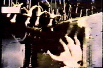 The machine cuts off the chickens' feet and their dead bodies fall onto a conveyor-belt to be packaged.