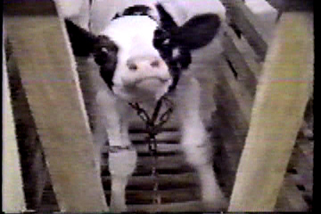 A calf straining against his chains.