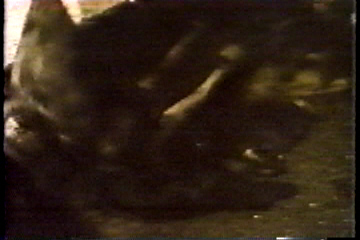 A calf being hoisted up by a chain wrapped around his back leg.