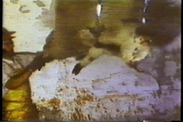 Two live sheep hanging upside-down in the slaughterhouse: a butcher has cut one's throat and is now cutting the other one's throat.