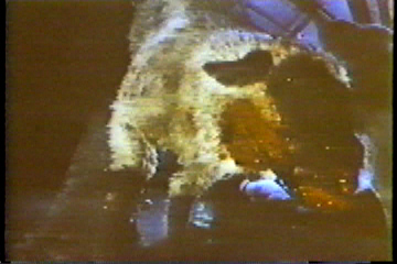 A sheep, hanging upside-down with its throat cut.