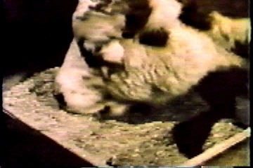 A cow eating from a trough.