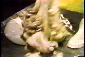 The cow's internal organs falling at the butcher's feet.